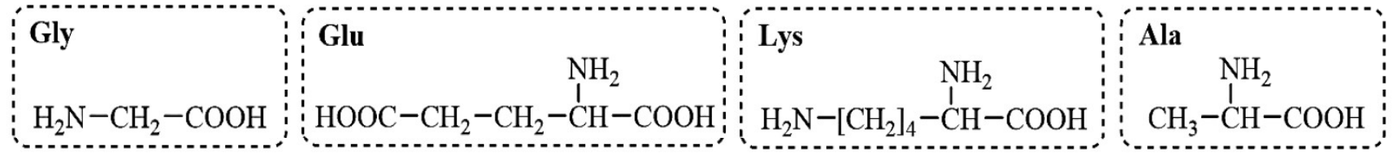 Bốn khung nét đứt ghi kí hiệu và công thức cấu tạo của glycine, glutamic acid, lysine và alanine