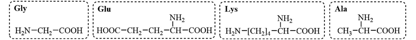 Bốn khung nét đứt ghi kí hiệu và công thức cấu tạo của glycine, glutamic acid, lysine và alanine