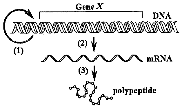 Sơ đồ dòng thông tin di truyền: (1) mũi tên vòng từ DNA về DNA, (2) từ gene X trên DNA tạo mRNA, (3) từ mRNA tạo chuỗi polypeptide