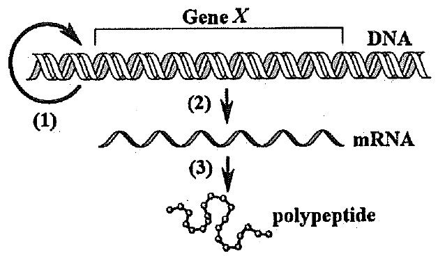 Sơ đồ dòng thông tin di truyền: mũi tên vòng (1) từ DNA về DNA, mũi tên (2) từ gene X trên DNA xuống mRNA, mũi tên (3) từ mRNA xuống chuỗi polypeptide