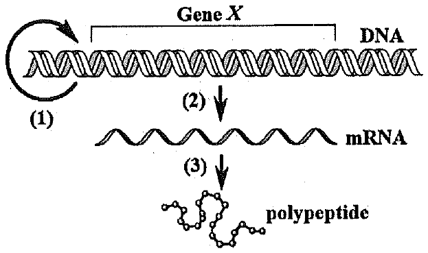 Sơ đồ dòng thông tin di truyền: mũi tên vòng (1) từ DNA quay về DNA, mũi tên (2) từ gene X trên DNA xuống mRNA, mũi tên (3) từ mRNA xuống chuỗi polypeptide