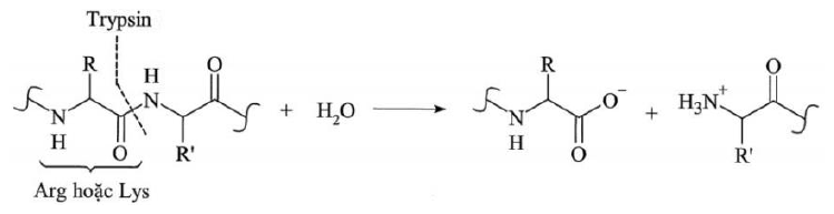 Sơ đồ trypsin cắt liên kết peptide sau Arg hoặc Lys