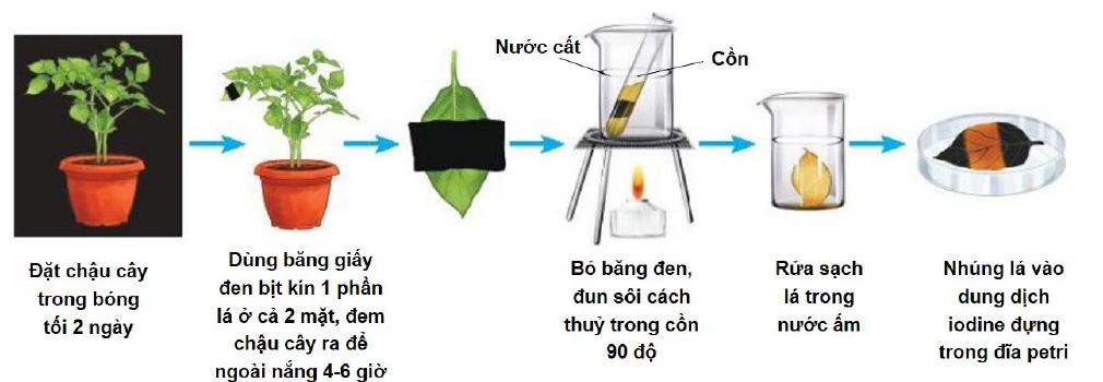 Các bước thí nghiệm chứng minh sự hình thành tinh bột