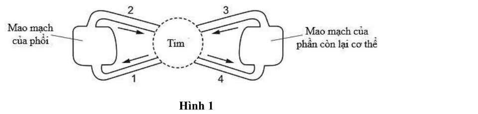 Sơ đồ hệ tuần hoàn máu người