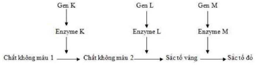 Sơ đồ ba enzyme K, L, M tạo sắc tố vàng và đỏ
