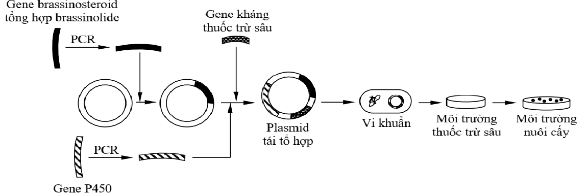 Quy trình tạo plasmid tái tổ hợp mang các gene liên quan brassinolide, P450 và kháng thuốc trừ sâu