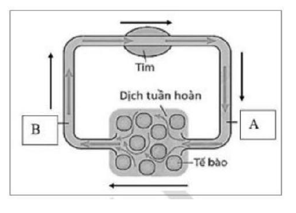 Sơ đồ đường đi của máu trong hệ tuần hoàn hở