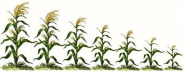 Minh họa thoái hóa giống do tự thụ phấn