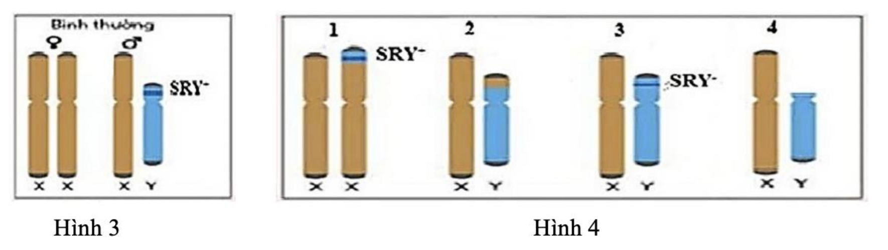 Các cặp nhiễm sắc thể giới tính và vị trí gene SRY