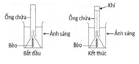 Thí nghiệm quang hợp của bèo Elodea
