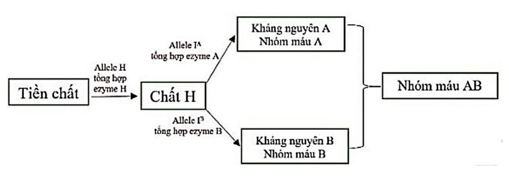 Sơ đồ phối hợp gene H và I tạo kháng nguyên nhóm máu ABO